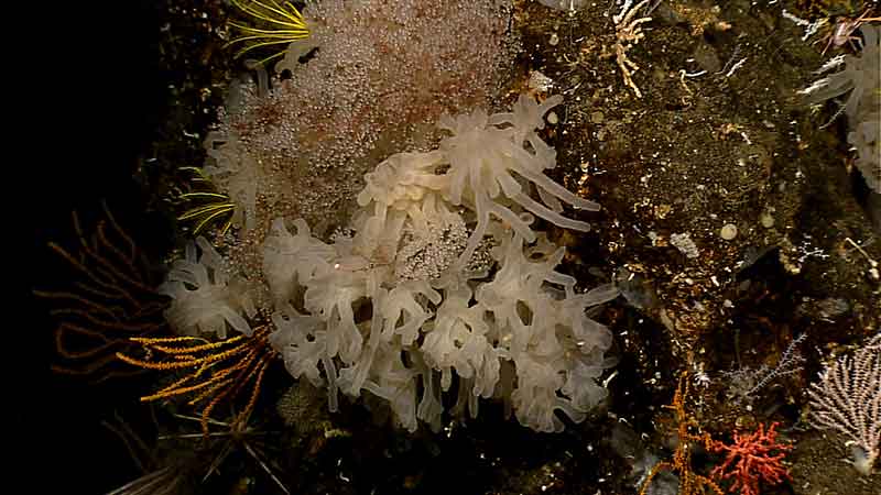 Images from the remotely operated vehicle (ROV), streamed live to the ship and shore-side Exploration Command Centers, are viewed by scientists with the expertise to identify seafloor life and habitats. The ROV has captured many never-before-seen areas of the seafloor, including images of previously unknown species. This is one of several photos revealing the dense community of life at “Site K.” It is possible new species were imaged at this site.