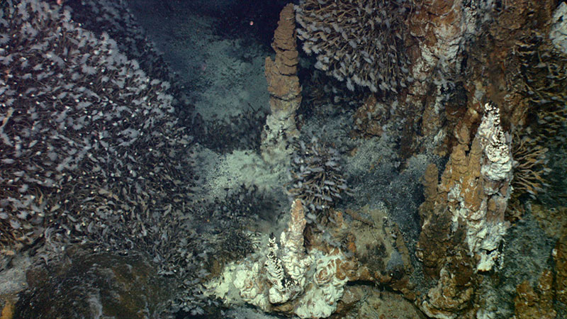 Chimneys with barnacles