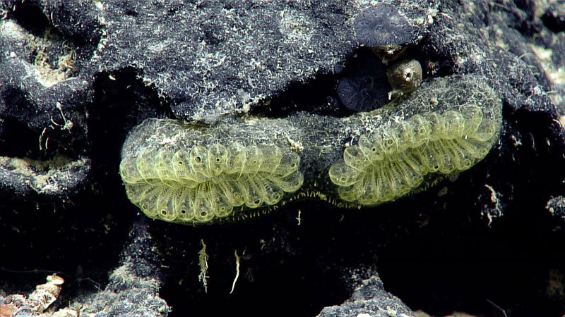 These delicate tunicates, commonly called sea squirts, were observed attached to a rock surface during Dive 10 of Voyage to the Ridge 2022 at a depth of 1,778 meters (5,833 feet).