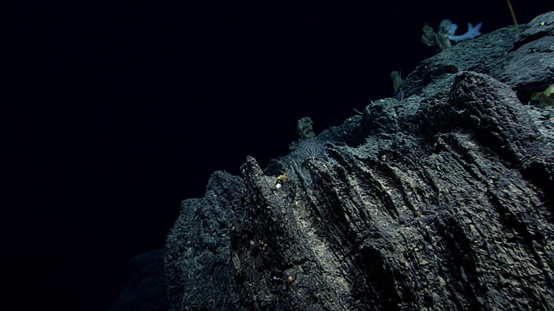 Many of the rocks seen during Dive 06 of the third Voyage to the Ridge 2022 were layered but appeared to be tilted or dipping. Some were sub-vertical like this one, while others were gently dipping downslope.