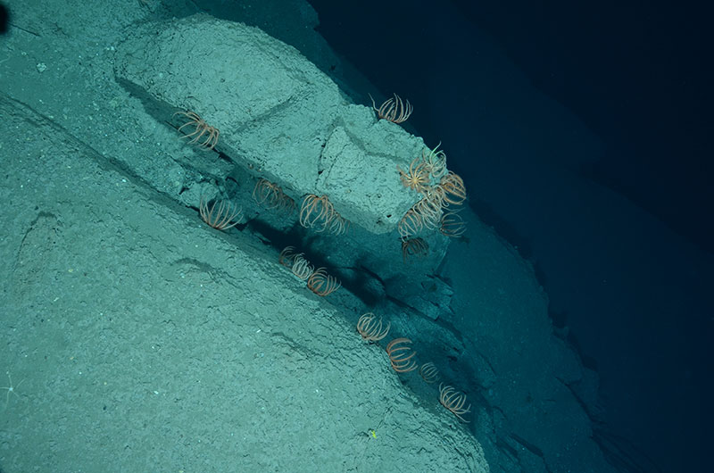 Orange brisingid sea stars (Freyella sp.) are common on sedimented rock at 1,703 meters in southwestern Toms Canyon.