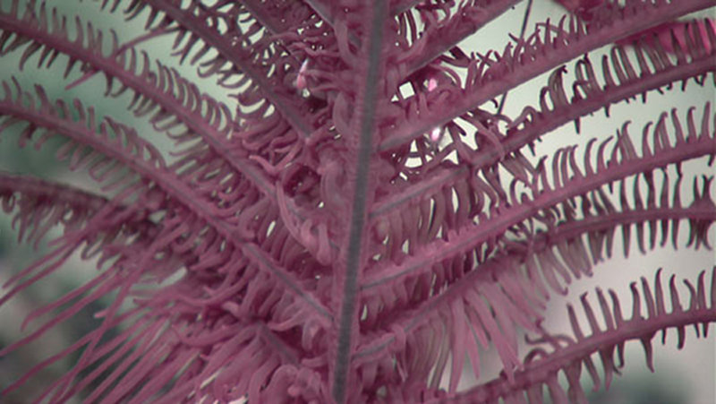 This black coral, in addition to the two galatheid crabs weighing it down, possessed strange tendrils hanging in the water column, seemingly wrapped around its stalk.