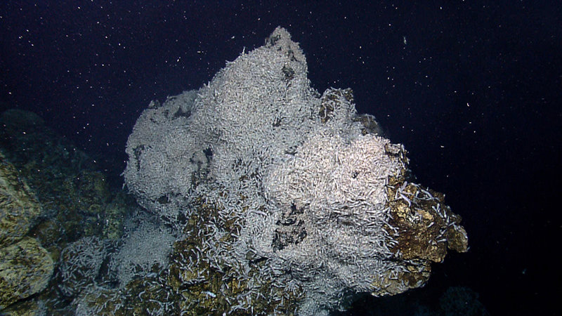 Why Are Scientists Exploring the Deep Sea of the Mid-Cayman Rise?