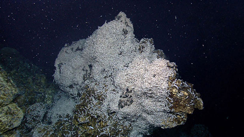 This is one of the “shrimp spires” that we found during the first few dives, in the area known as Von Damm.