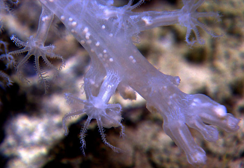 A 'pregnant' coral. This is an octocoral, as evidenced by the eight tentacles you can see on its polyps. The white dots you see in its almost translucent body may be developing embryos – baby corals!