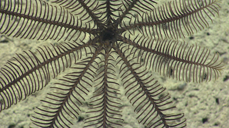 Close up view of a stalked crinoid’s (sea lily) mouth and arms. At least two species of crinoids were noted during the dive today at Block Canyon, including stalked crinoids.