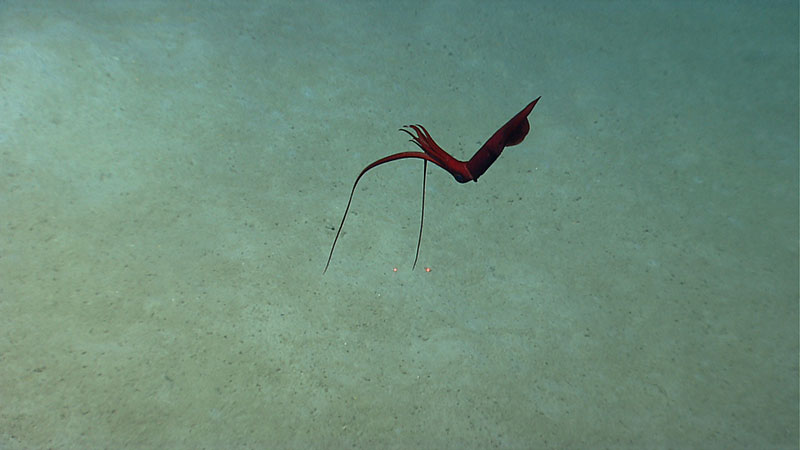Whiplash (Mastigoteuthis) squid waits in the water column while hunting.