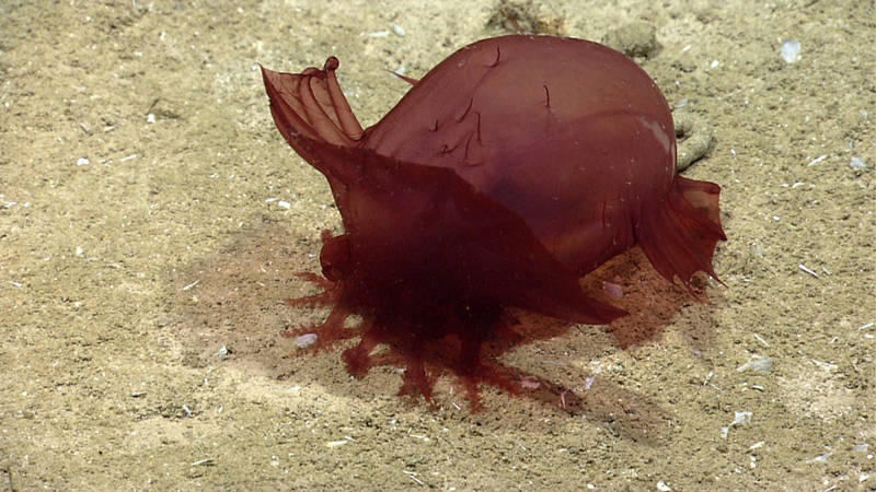 Throughout the 2014 Gulf of Mexico Expedition, sea cucumbers were one of the most abundant species encountered. This sea cucumber uses its specialized appendages to bring nutrient-filled sediment to its mouth.