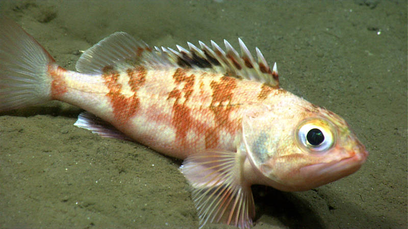 One of the many blackbelly rosefish remotely operated vehicle Deep Discoverer encountered in Washington Canyon.