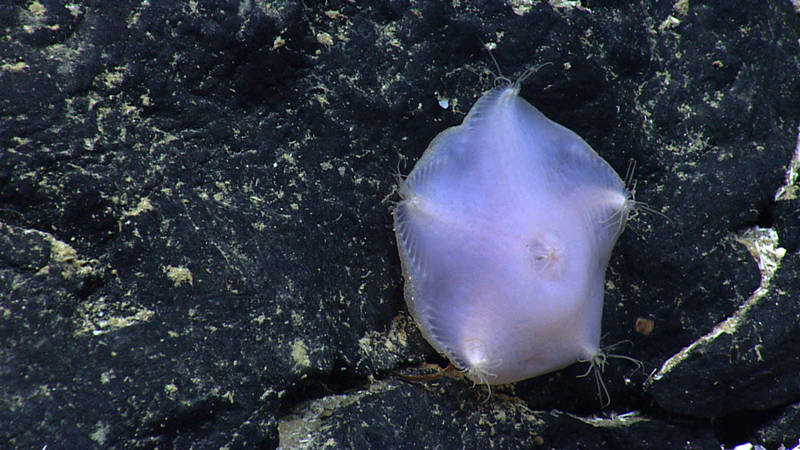 Most people are familiar with sea stars, but there is incredible diversity of sea stars in the deep sea and several don’t look anything like their shallow-water relatives. This is a slime star, and if you look really closely through the mucus layer, you can see a shape that may look a little more familiar. Slime stars are found all over the world and have the ability to produce mucus as a defense mechanism.