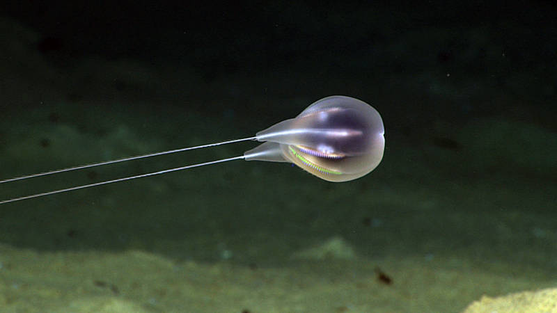 Bathypelagic Ctenophore