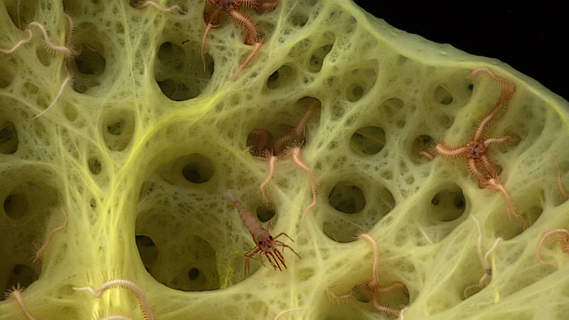 Large stalked sponge (Bolosoma sp.) providing a home for a myriad of brittlestars and crustacean associates.