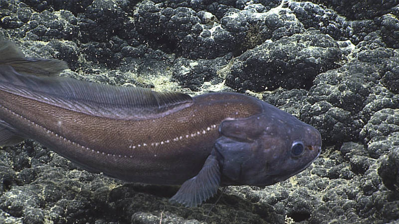 ROV Deep Discoverer filmed this Diplacanthopoma species between (1,096 and 1,380 meters (3,596 and 4,528 feet) on Bank 9, about 50 nautical miles south of Pearl and Hermes Atoll in the Papahānaumokuākea Marine National Monument. The two-part lateral-line (white dots on the body), the absence of scales on the head, and the flap above the gill cover are characteristics of the genus. Though this individual had the color of the specimen that Gosline identified as Diplacanthopoma riversandersoni, that identification will need to be reevaluated if Hawaiian specimens of Diplacanthopoma are collected. Ichthyologists need to review and determine the number of species in the genus, as well as their geographic distributions, before we can get accurate identifications.