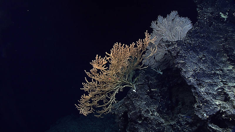 Two large octocoral sea fan colonies grow off the side of a rocky feature at 391 meters off the southwest tip of Ni’ihau. The colony on the left is a bamboo coral (genus Isidella) and on the right is a primnoid (genus Calyptrophora). The red dots of the remotely operated vehicle Deep Discoverer's lasers are visible near the center of the bamboo coral colony. The lasers are 10 centimeters apart and are used for estimating sizes. This colony is greater than 120 centimeters wide and at least 60 centimeters tall.