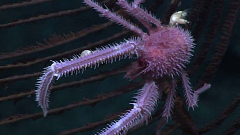 This purple squat lobster with stalked barnacles attached to it was observed while conducting a remotely operated vehicle dive in Papahānaumokuākea Marine National Monument in 2016.