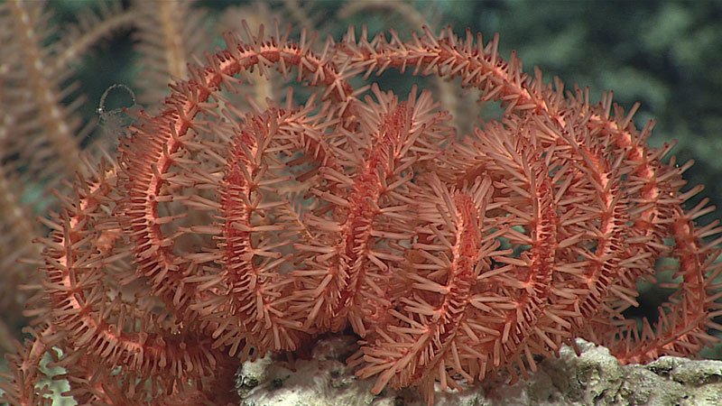 This brisingid sea star was imaged by Deep Discoverer while exploring an unnamed seamount just outside the Papahānaumokuākea Marine National Monument.