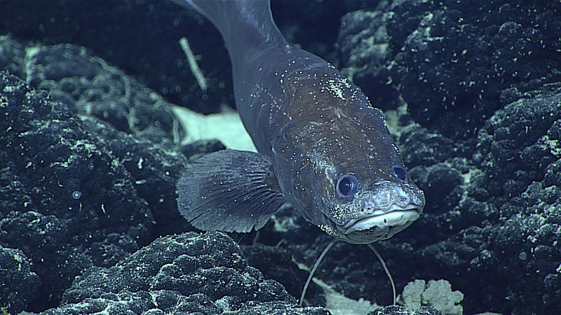 This member of the family Ophidiidae was seen cruising near the bottom north of Pioneer Bank in Papahānaumokuākea Marine National Monument. 