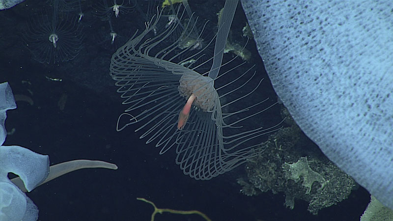 Several solitary hydrozoans live under a small overhang along with numerous sponges, north of Pioneer Bank in the Papahānaumokuākea Marine National Monument.