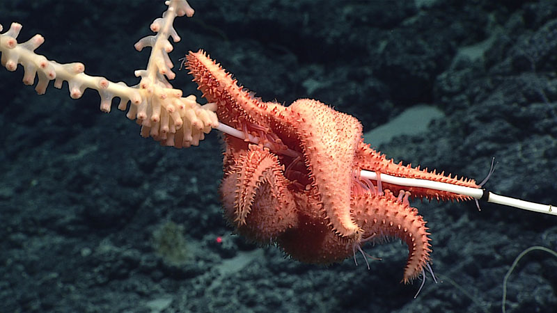 A predatory sea star slowly works its way up a bamboo coral on an unnamed seamount in Papahānaumokuākea Marine National Monument.