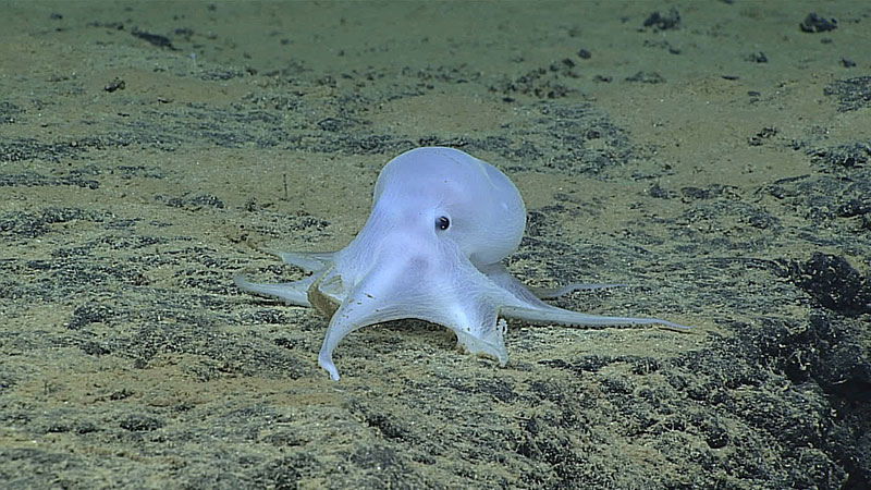 This ghostlike octopod is almost certainly an undescribed species and may not belong to any described genus.