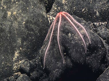 A brisingid sea star clings to a ferromanganese cobble. The cobble, and the associated sea star, were collected shortly after being imaged by D2.