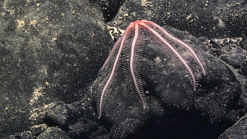 A brisingid sea star clings to a ferromanganese cobble. The cobble, and the associated sea star, were collected shortly after being imaged by D2.