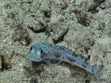 A greeneye fish turns its attention towards the Deep Discoverer. We saw several of these fishes during the dive.