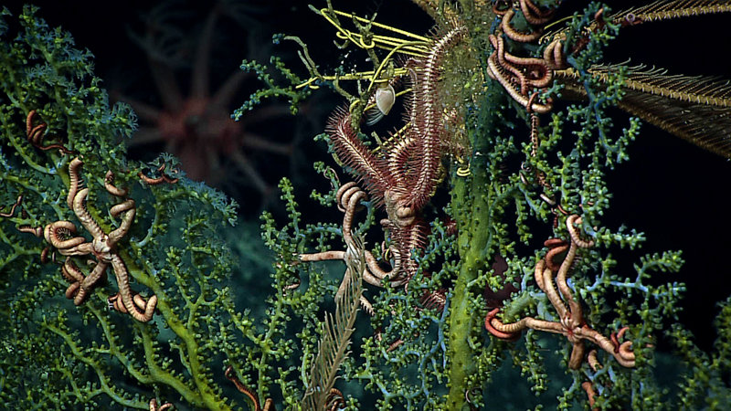 Brittle stars seen living in the branches of coral during exploration at 1,800 meters depth on Titov Seamount within the Pacific Remote Islands Marine National Monument, now known as Pacific Islands Heritage Marine National Monument.