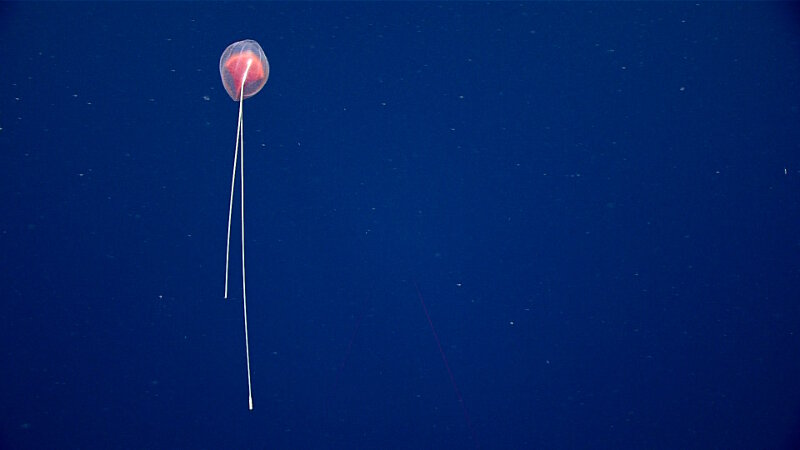 A cydippid ctenophore (comb jelly). Ctenophores come in a surprising number of different shapes, but all have in common 8 rows of ctenes (or combs), rows of ciliated cells. As these ctenes beat, they can sometimes cause beautiful rainbow-like refractions that many people mistake for bioluminescence. This ctenophore has two long tentacles that help it to capture prey.