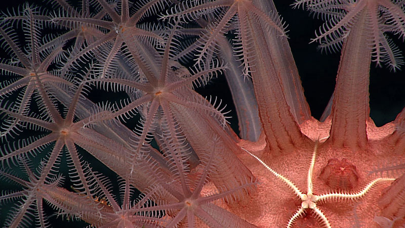 Seastar at Johnston Atoll.