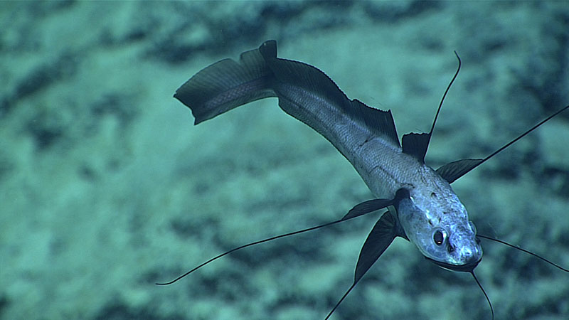 A bathygadid fish that typically prefers calmer waters.