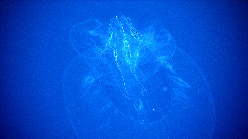 This lobate ctenophore, or comb jelly, is so fragile that it has never been successfully captured in one piece, giving it its nickname, sarcastically, of “Intacta.”