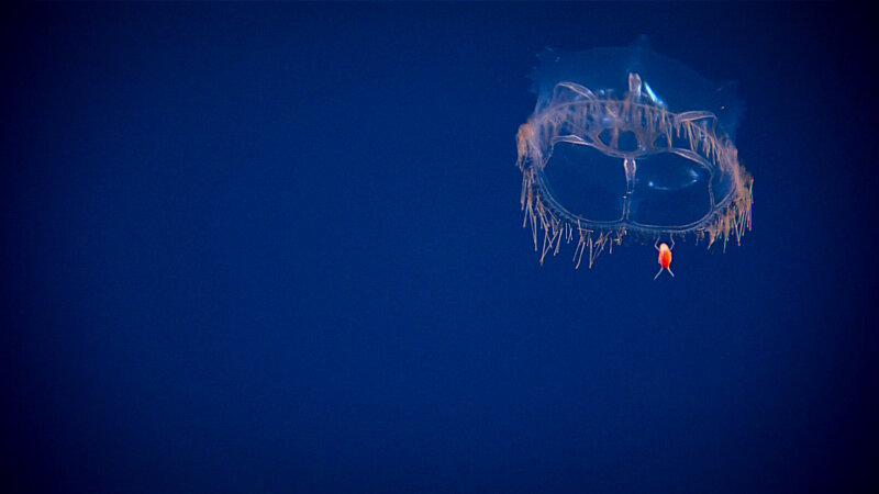 Halicreas minimum, the warty clubfoot jelly, shown here with an amphipod along for the ride.  While on its ride, the amphipod may eat the tentacles of the jelly.