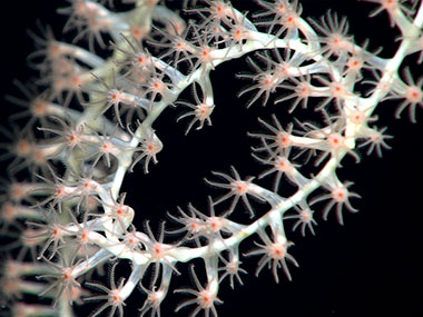 The coiled tip of an isidid bamboo coral whip (Lepidisis caryophyllia) found growing out of a sediment substrate.