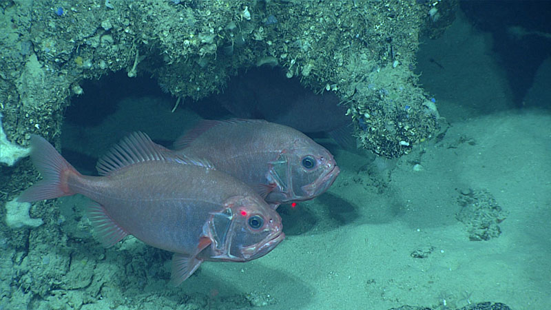 A pair of Darwin slimeheads (Gephyroberyx darwini) seen under a ledge.