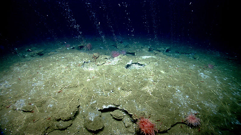 During a remotely operated vehicle dive offshore Virginia north of Washington Canyon, methane gas bubbles flow in small streams out of seafloor sediment. Quill worms, anemones, and patches of microbial mat can be seen in and along the periphery of the seepage area. Sonar images of bubble plumes like these were used to train the machine learning-based automated seep detection model.