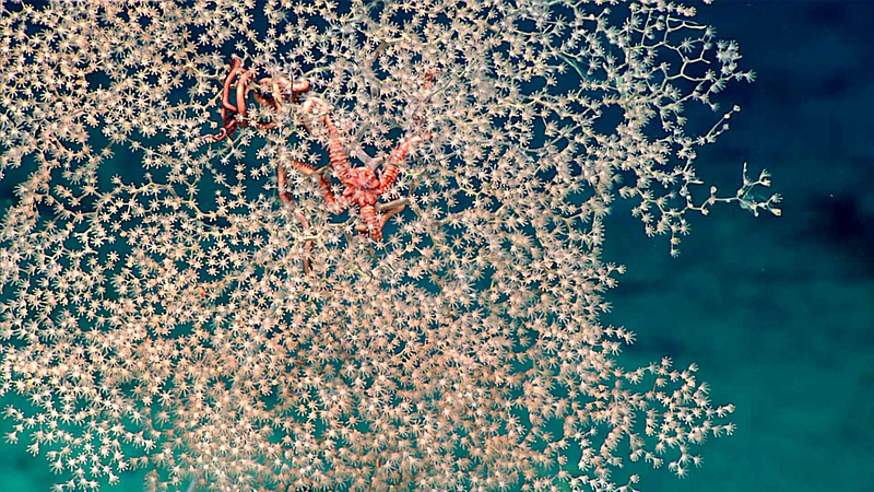 Normally the remotely operated vehicle <em>Deep Discoverer</em> images brittle stars along the seafloor on in the branches of corals, as seen in these images from the Windows to the Deep 2018 expedition. During the first dive of this expedition, the scientists had a rare sighting of a ophiuroid swimming.