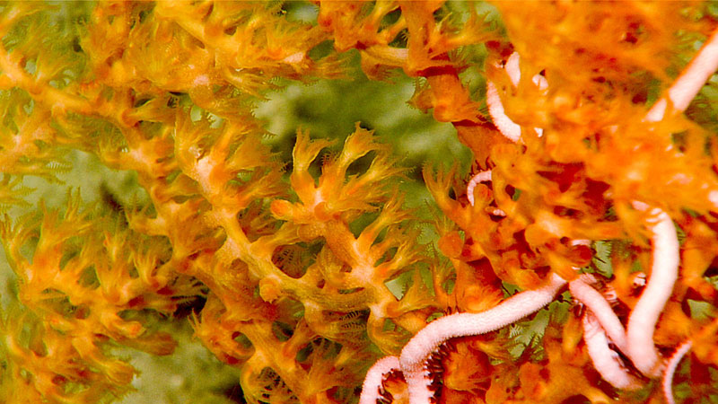 Normally the remotely operated vehicle <em>Deep Discoverer</em> images brittle stars along the seafloor on in the branches of corals, as seen in these images from the Windows to the Deep 2018 expedition. During the first dive of this expedition, the scientists had a rare sighting of a ophiuroid swimming.