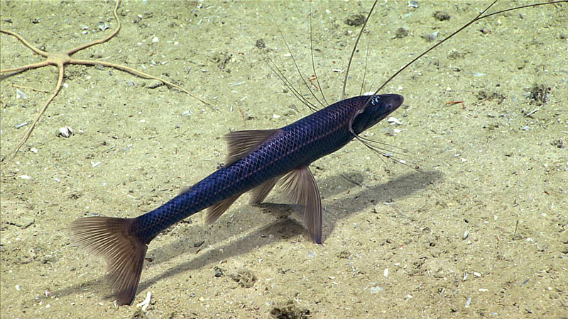 A tripod fish seen at 1,707 meters (5,600 feet) during Dive 01 at Blake Escarpment North.