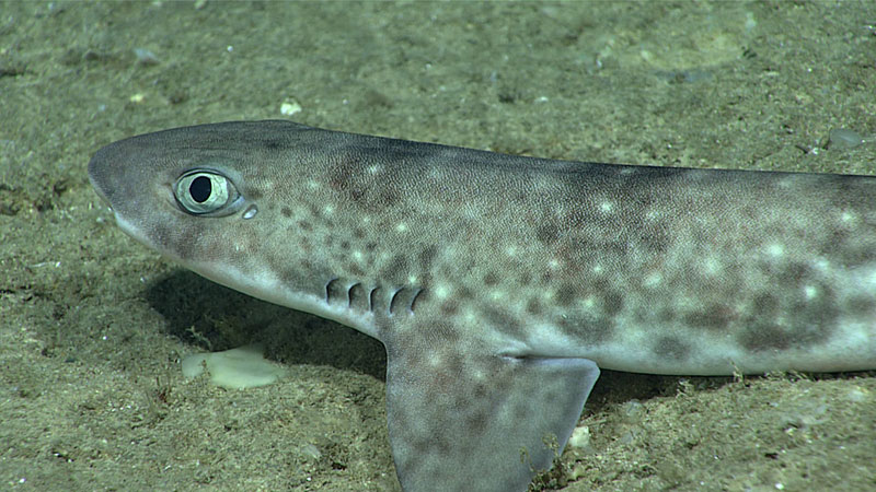 Catshark Scyliorhinus sp. seen resting on the seafloor during Dive 16.