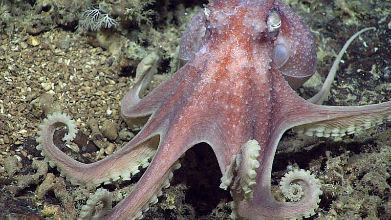 This octopus, nicknamed the warty octopus due to the cartilaginous bumps seen along its body, was imaged during Dive 10 of the Windows to the Deep 2019 expedition.