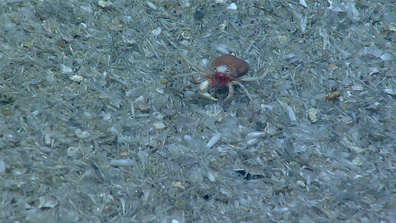 A hermit crab sits on top of a bed of pteropod shells at a depth of 1,204 meters (3,950 feet). This shell debris was common at the beginning of Windows to the Deep 2021 Dive 08, as we explored the bottom of a large sinkhole. We were able to use the suction sampler on remotely operated vehicle Deep Discoverer to collect some of the shell hash.