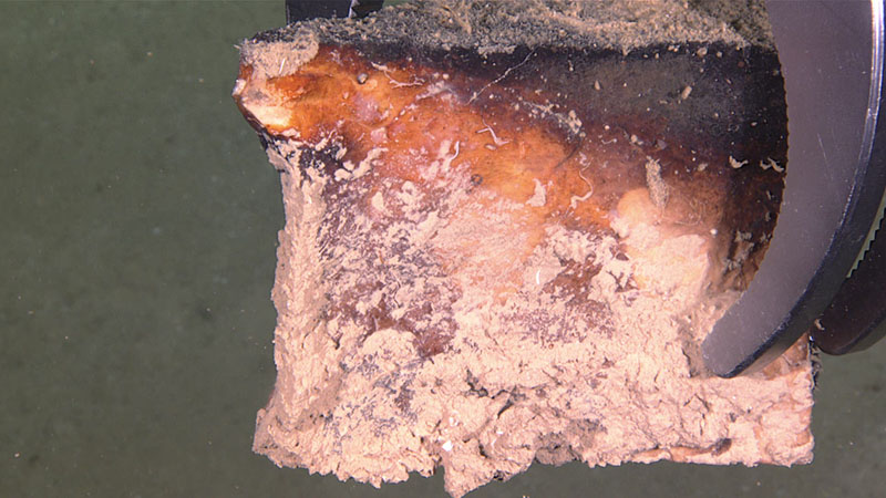The team was lucky enough to nab a loose rock to collect during Dive 10 of Windows to the Deep 2021. Analysis of rock samples can tell us what the underlying substrate is made of, how old the rock is, how long a feature has been in place, and other useful information about the environment.