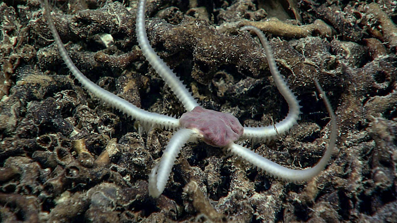 A close look at the coral rubble encountered during Dive 14 of Windows to the Deep 2021 revealed an abundance of spiky-armed brittle stars with soft, pink central discs. We collected this one from a depth of 822 meters (2,697 feet).