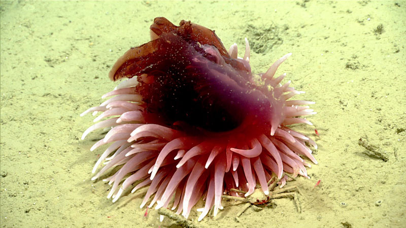 During the seventh dive of the 2023 Shakedown + EXPRESS West Coast Exploration expedition, we observed what appeared to be an anemone eating a jellyfish! It is always exciting to see species interactions like this one, as in addition to being pretty cool, these observations provide scientists with additional understanding into the dynamics of life at the bottom of the ocean. This observation was made at a depth of 1,714 meters (5,623 feet).