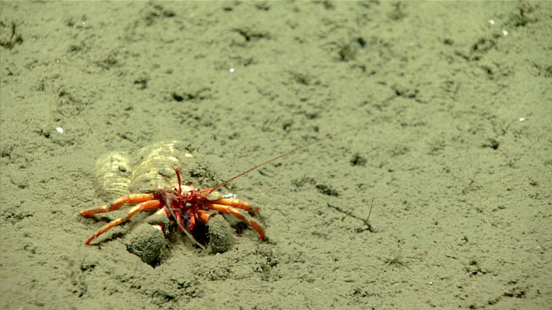 While exploring at a depth of 1,715 meters (5,627 feet) during Dive 07 of the 2023 Shakedown + EXPRESS West Coast Exploration expedition, we encountered this hermit crab resting on the seafloor with a rather sediment-covered shell. Hermit crabs do not make their own shells, but rather move into shells made by other organisms. This particular hermit crab appeared to have taken ownership of the former shell of a snail.