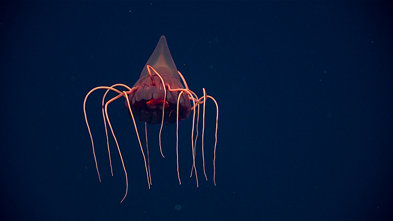 A deep-sea jellyfish with a translucent, red-tinted bell and long, glowing tentacles against a dark blue ocean background.