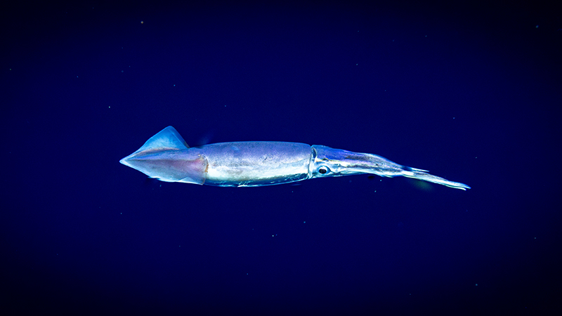 A squid swimming in a deep blue ocean.