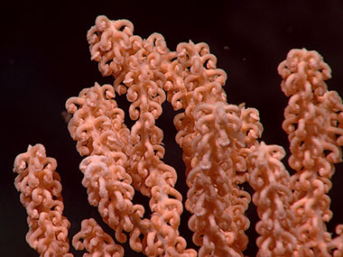 A beautiful shot of the branches of a red tree coral (Primnoa pacifica), seen at 722 meters (2,369 feet) depth during Dive 07 of the Seascape Alaska 3 expedition. Despite being found only in the North Pacific, these are one of the most well studied coral species in the world – but we still don’t know everything about them. For example, one theory for the downward curling of the coral polyps seen in the image is to avoid predation, but scientists don’t know this for certain.