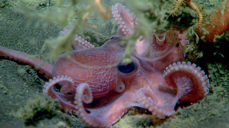 This tiny octopus (Muusoctopus sp.) was seen nestled into a hole around an old sponge stalk covered in hydroids, anemones, and other associated fauna. Observed at a depth of 1,462 meters (4,797 feet) during Seascape Alaska 3 Dive 08.